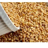کلش گندم آبی
