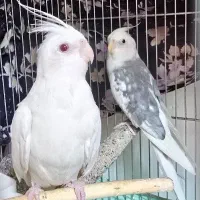 فروش یک جفت عروس هلندی