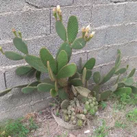 گل کاکتوس