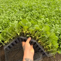 نشا گوجه بادمجان فلفل