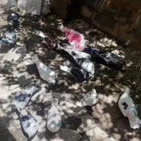 کبوتر پرشی