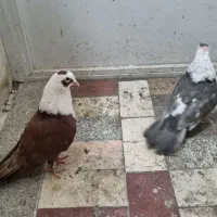 کبوتر