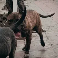 سگ نژاد پیتبول بلیندر تایگر سالم آماده واگذاری