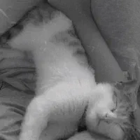نگه داری گربه پنج شنبه و جمعه