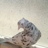 سرور