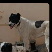 توله لاس افغان