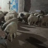 30عده بره نر وماده سالم وسرحال
