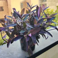 گل طبیعی برگ بیدی بنفش
