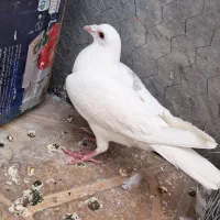 گمشده