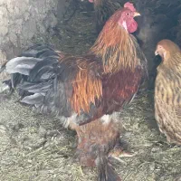 خروس برهما  بلو پاتریچ