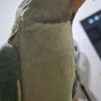 شاه طوطی