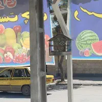 تعدادی سهره قناری مست