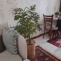 درختچه مصنوعی اقاقیا وارداتی