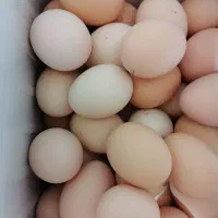 تخم مرغ
