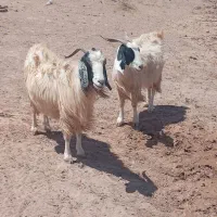4عددبز