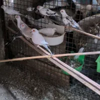 کبوتر خانگی فروشی