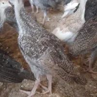 جوجه بوقلمون برنز ۳۰ روزه