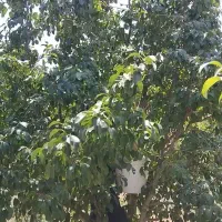 سرکارگر کشاورزی اقای رحیمی
