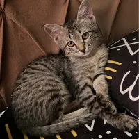 گربه واگذاری