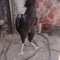 خروس لاری انگلیسی