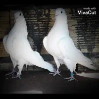 کبوتر
