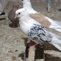 پشت هفت رنگ