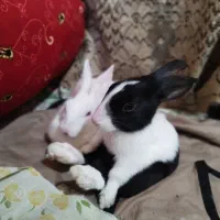 بچه ۴۵روزه
