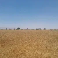 گندم بَش