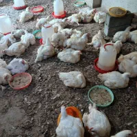 مرغ گوشتی