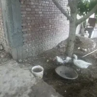 غاز