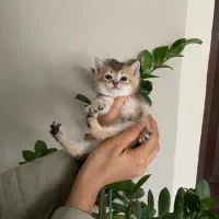 بریتیش گلد صورت خرسی