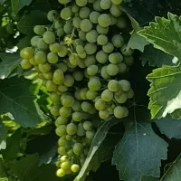 غوره سبز درجه 1