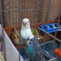 پرنده مرغ عشق