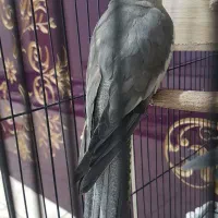 عروس هلندی ماده