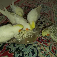 قفس