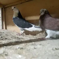 کفتر پرشی آنتیک