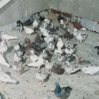 پرنده
