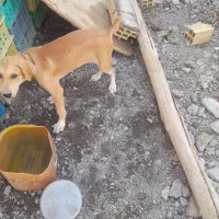 توله سگ ۴ماه ماده