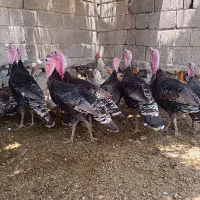 بوقلمون