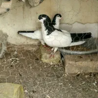 جفتگاه خال دم سیاه
