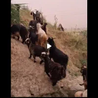 بزغاله تروشت خاش