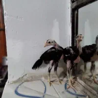 جوجه لاری