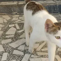 گربه ملوس و اروم و دستی