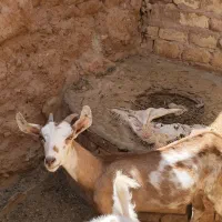 بز دورگ مورسیا