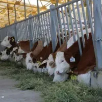 خریدو وفروش  گوسفند  زنده