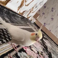 عروس هلندی لوتینو جفت با جوجه