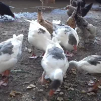 قاز