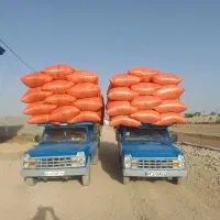 کاه نخود