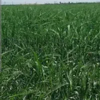 زمین کشاورزی ۳هکتار
