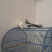 عروس هلندی